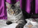 Maine Coon SnowAngels Miracle