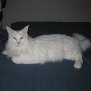 Maine Coon Ecco R.I.P. (2011)