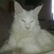 Maine Coon Ecco R.I.P. (2011)