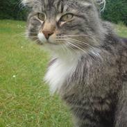 Norsk Skovkat Svikmøllen's Vamsede Katz