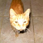 Blanding af racer Garfield