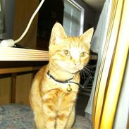 Blanding af racer Garfield