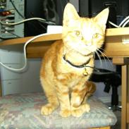 Blanding af racer Garfield