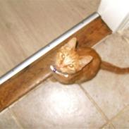 Blanding af racer Garfield