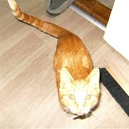 Blanding af racer Garfield