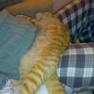 Blanding af racer Garfield