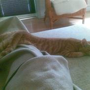 Blanding af racer Garfield