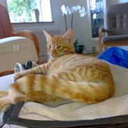 Blanding af racer Garfield