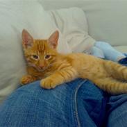 Blanding af racer Garfield