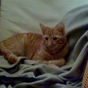 Blanding af racer Garfield