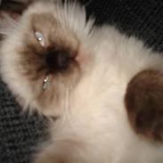 Ragdoll Louie