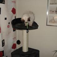 Ragdoll Louie