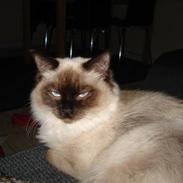 Ragdoll Louie