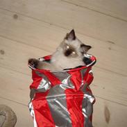 Ragdoll Louie