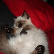 Ragdoll Louie