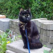 Blanding af racer Freja