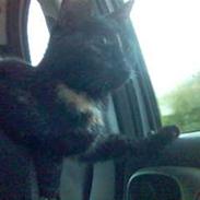 Blanding af racer Freja