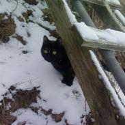 Blanding af racer Freja