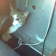 Blanding af racer Opel