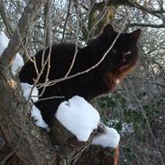 Blanding af racer Faster