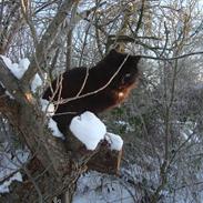 Blanding af racer Faster