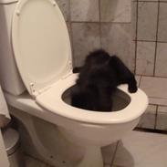 Blanding af racer Faster