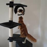 Norsk Skovkat DK Eas Chinook Sommerfugl