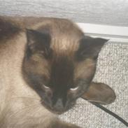 Blanding af racer Ludvig 