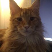 Maine Coon jægermeister