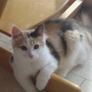 Huskat Anuschka