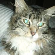 Maine Coon Missi