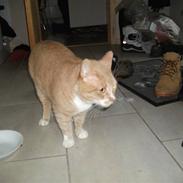 Blanding af racer mivsen bølle have