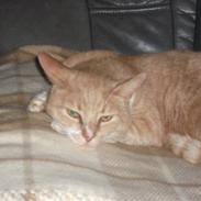 Blanding af racer mivsen bølle have