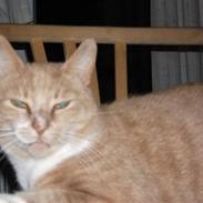 Blanding af racer mivsen bølle have