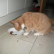 Blanding af racer mivsen bølle have