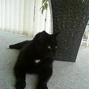 Blanding af racer Emil