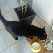 Blanding af racer Emil