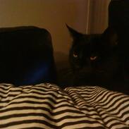 Blanding af racer Emil