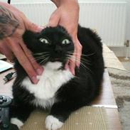 Huskat Chickita