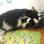 Huskat Chickita