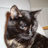 Blanding af racer Kirara