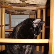 Blanding af racer Kirara