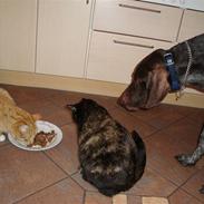 Blanding af racer Kirara