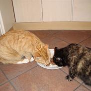 Blanding af racer Kirara