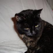 Blanding af racer Kirara