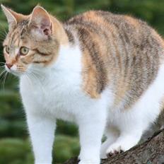 Blanding af racer Misling 