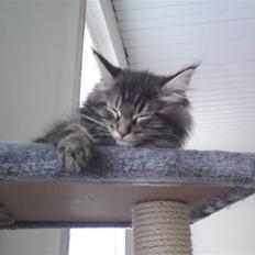 Maine Coon Miss Cuba