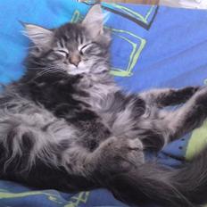 Maine Coon Miss Cuba
