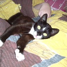 Blanding af racer Findus