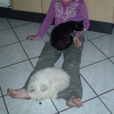 Blanding af racer Findus